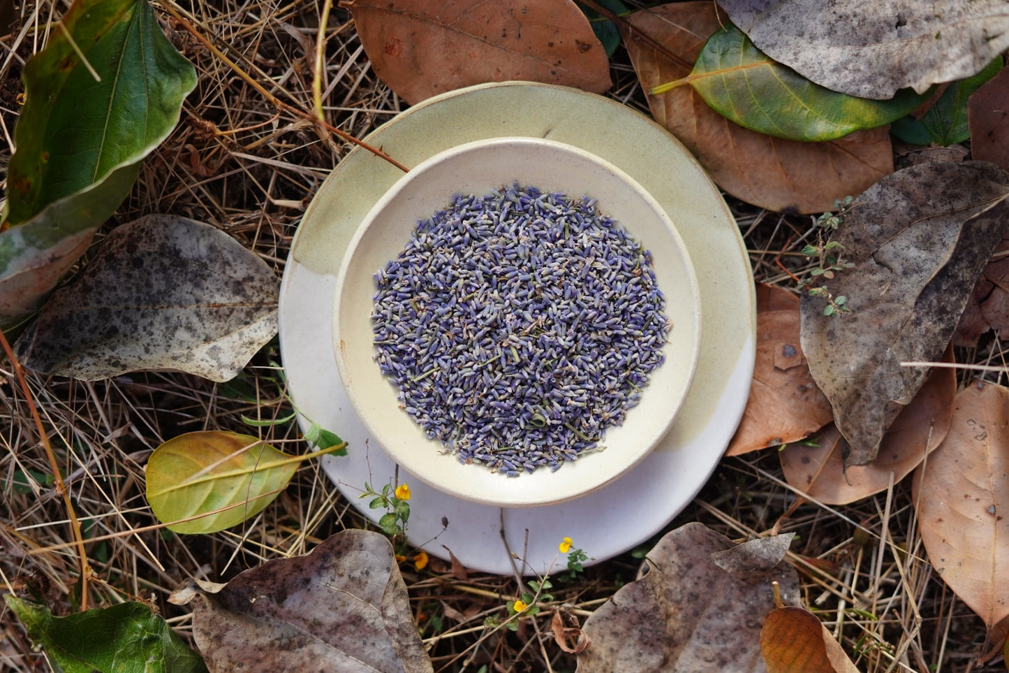 Shade dried Kashmir Lavender